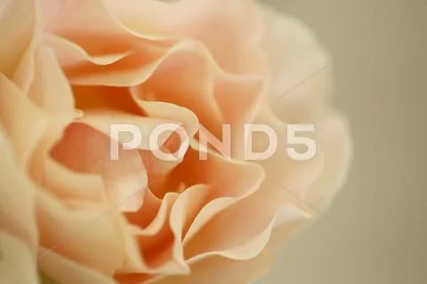Rose Flower Stock Photos