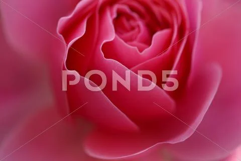 Rose Flower Stock Photos