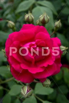 Rose Flower Stock Photos