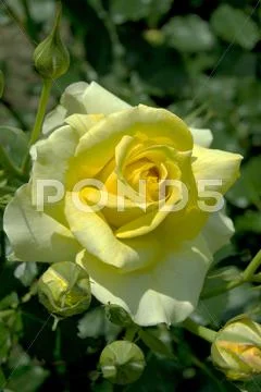 Rose Flower Stock Photos