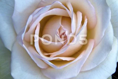 Rose Flower Stock Photos