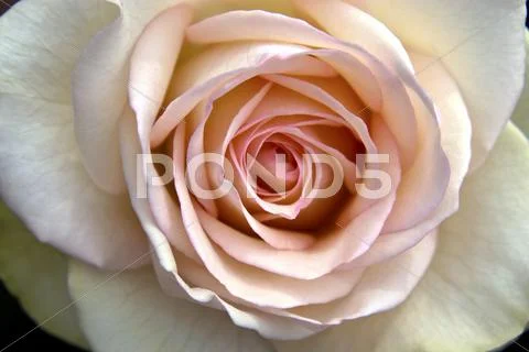 Rose Flower Stock Photos