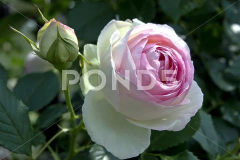 Rose Flower Stock Photos