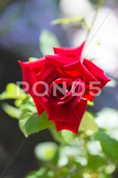Rose Flower Stock Photos