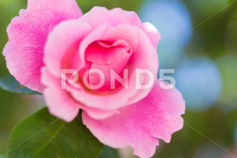 Rose Flower Stock Photos