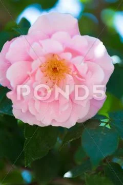 Rose Flower Stock Photos
