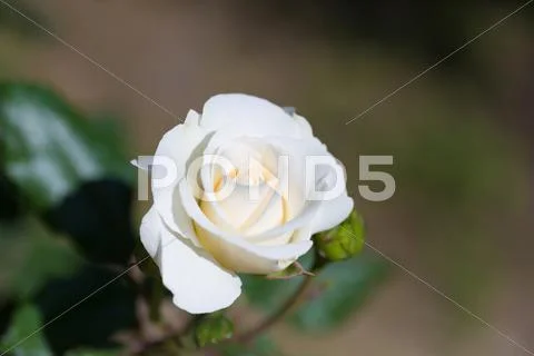 Rose Flower Stock Photos