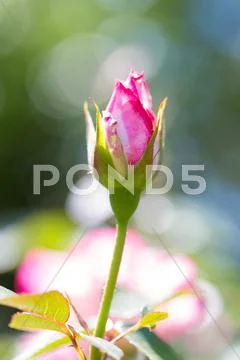 Rose Flower Stock Photos