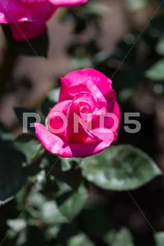 Rose Flower Stock Photos