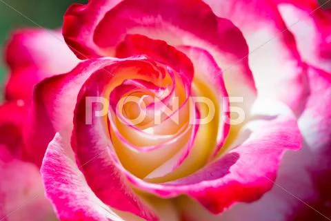 Rose Flower Stock Photos