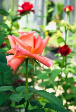 Rose Flower Stock Photos