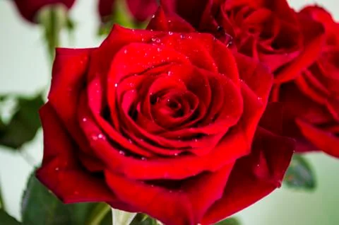 Rose flower Stock Photos