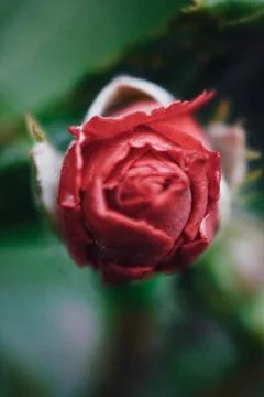 Rose flower Stock Photos