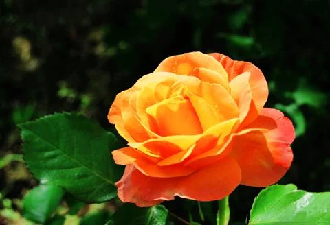 Rose flower Foto stock