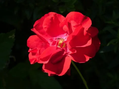Rose Flower Stock Photos