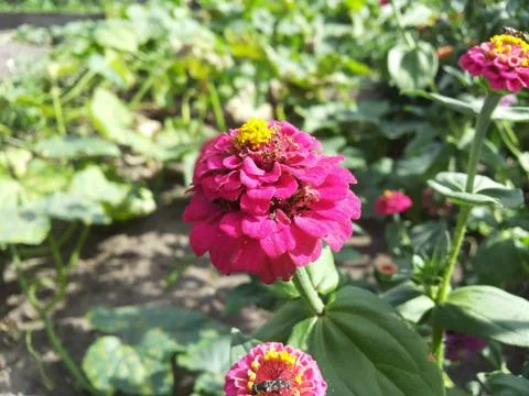 Rose flower Foto stock