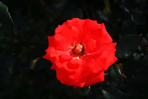 Rose flower Stock Photos
