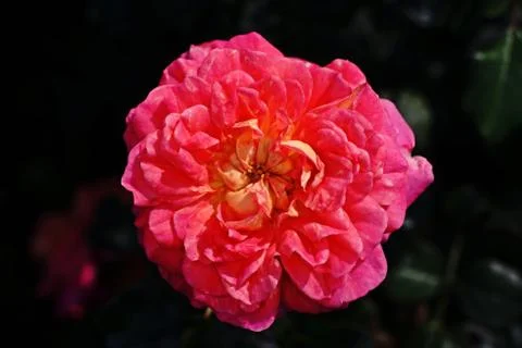 Rose flower Stock Photos