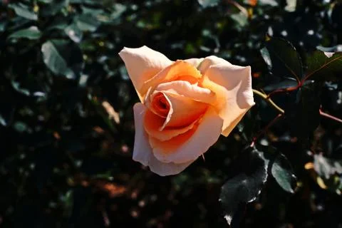 Rose flower Stock Photos