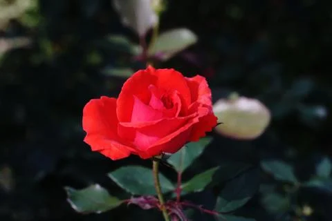 Rose flower Stock Photos