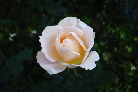 Rose flower Stock Photos