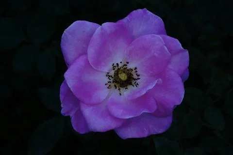 Rose flower Stock Photos