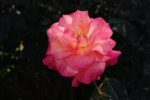 Rose flower Stock Photos