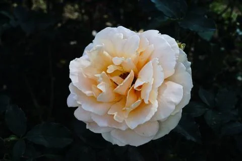 Rose flower Stock Photos