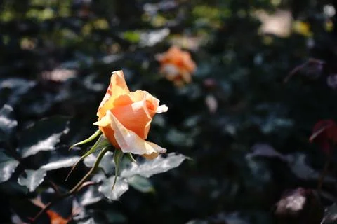 Rose flower Stock Photos