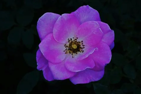Rose flower Stock Photos