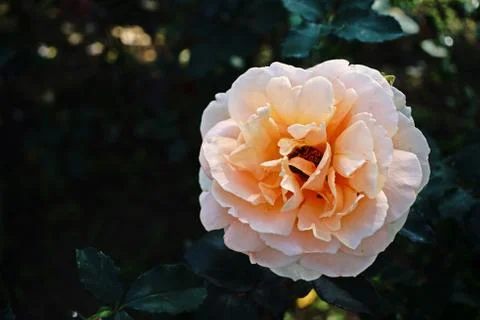 Rose flower Stock Photos