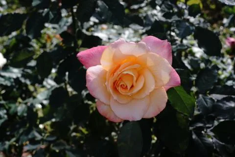 Rose flower Stock Photos