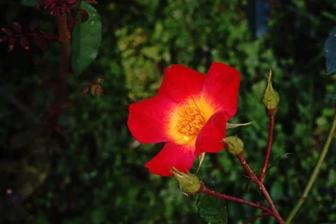 Rose flower Stock Photos
