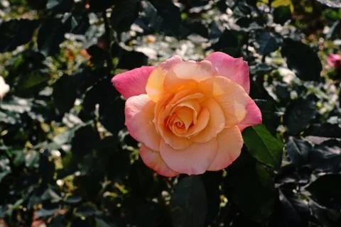 Rose flower Stock Photos