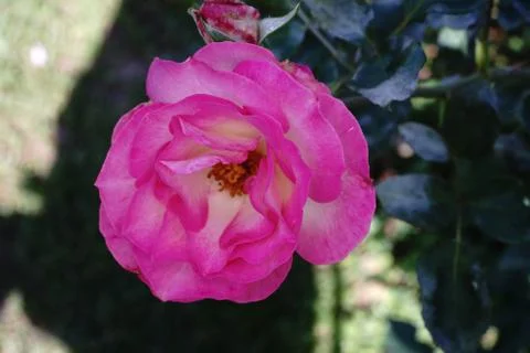Rose flower Stock Photos