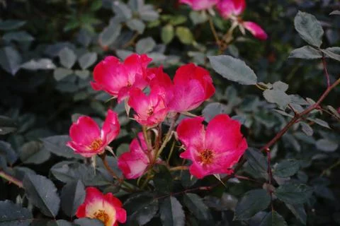 Rose flower Stock Photos