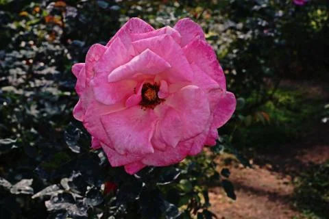Rose flower Stock Photos