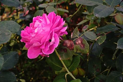 Rose flower Stock Photos