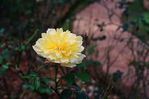 Rose flower Stock Photos