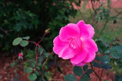 Rose flower Foto stock