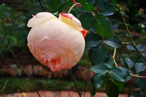 Rose flower Stock Photos