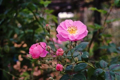 Rose flower Stock Photos