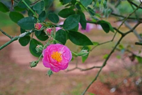 Rose flower Stock Photos