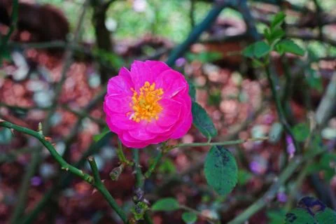 Rose flower Stock Photos