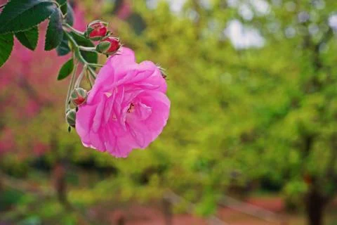 Rose flower Foto stock
