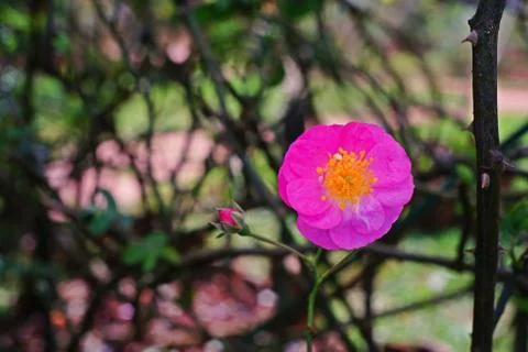 Rose flower Stock Photos