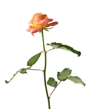 Rose flower Stock Photos