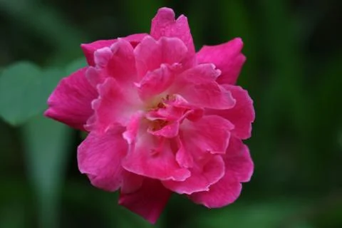 A Rose Flower Stock Photos