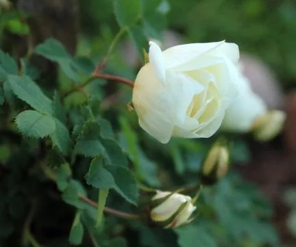 Rose flower Stock Photos