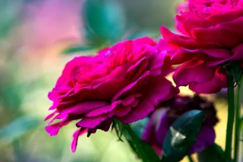 Rose flower Stock Photos